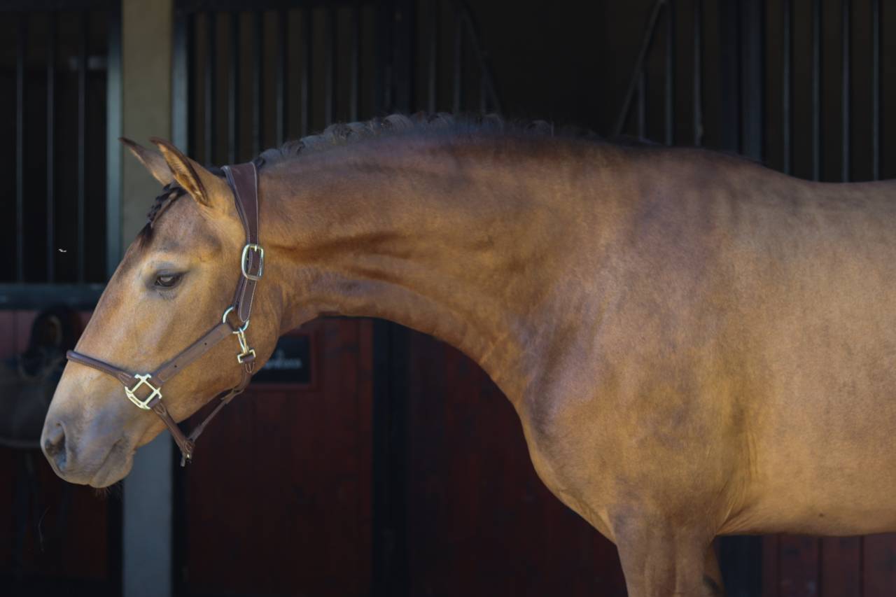 Merrie Lusitano Te koop 2022 Isabel