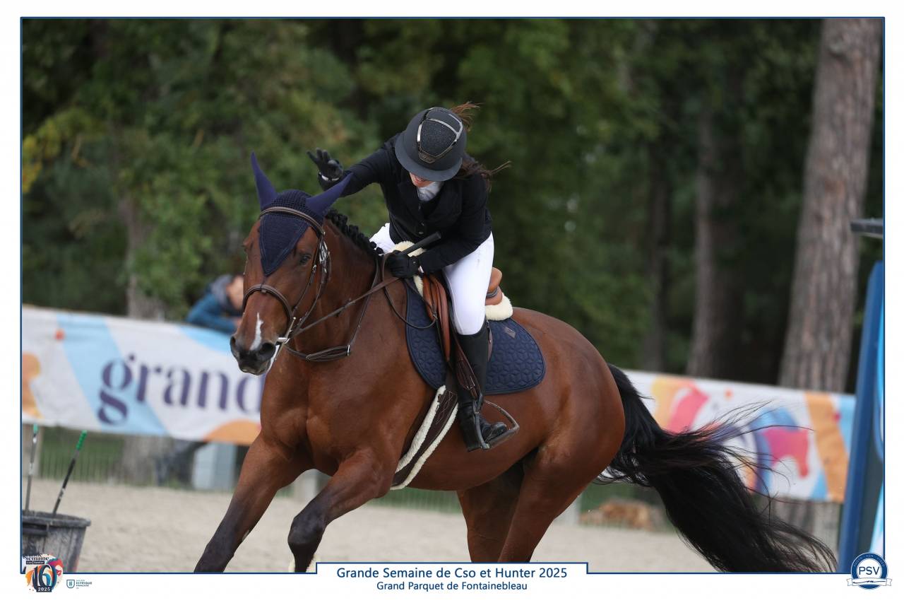 Merrie Selle Français Te koop 2021 Donker bruin / bai