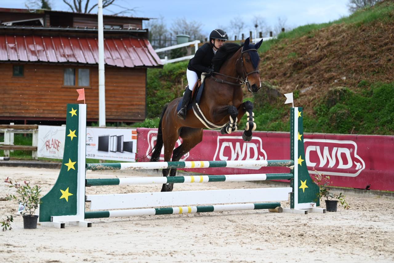 Merrie Selle Français Te koop 2021 Donker bruin / bai