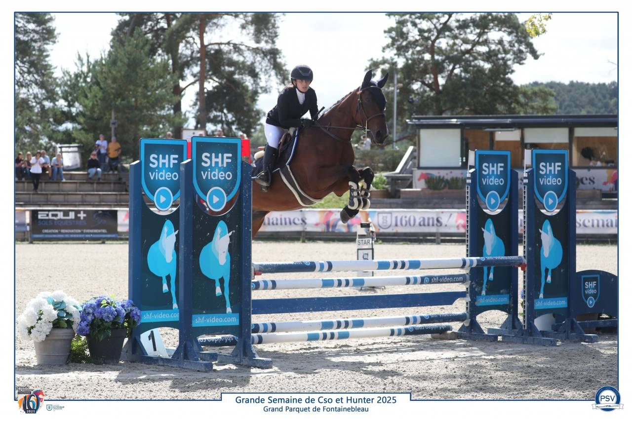 Merrie Selle Français Te koop 2021 Donker bruin / bai