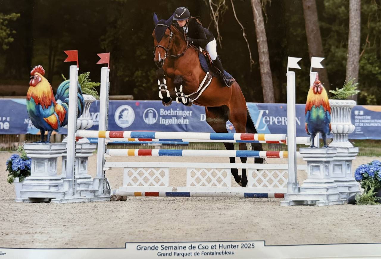 Merrie Selle Français Te koop 2021 Donker bruin / bai