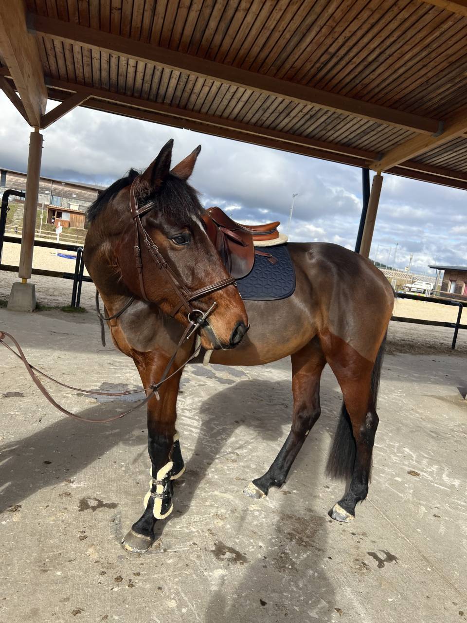 Merrie Selle Français Te koop 2021 Donker bruin / bai