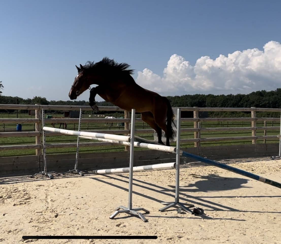 Merrie Selle Français Te koop 2021 Donker bruin / bai