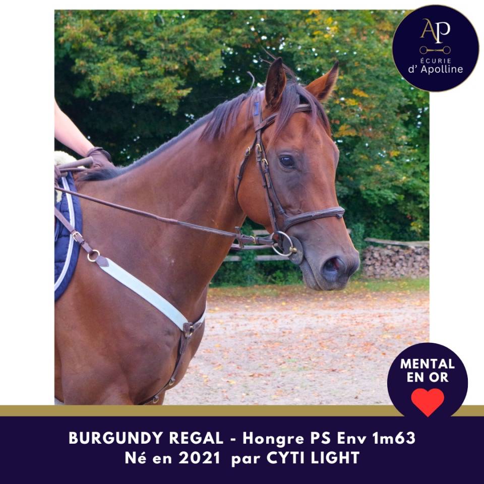 Ruin Volbloed Te koop 2021 Donker bruin / bai