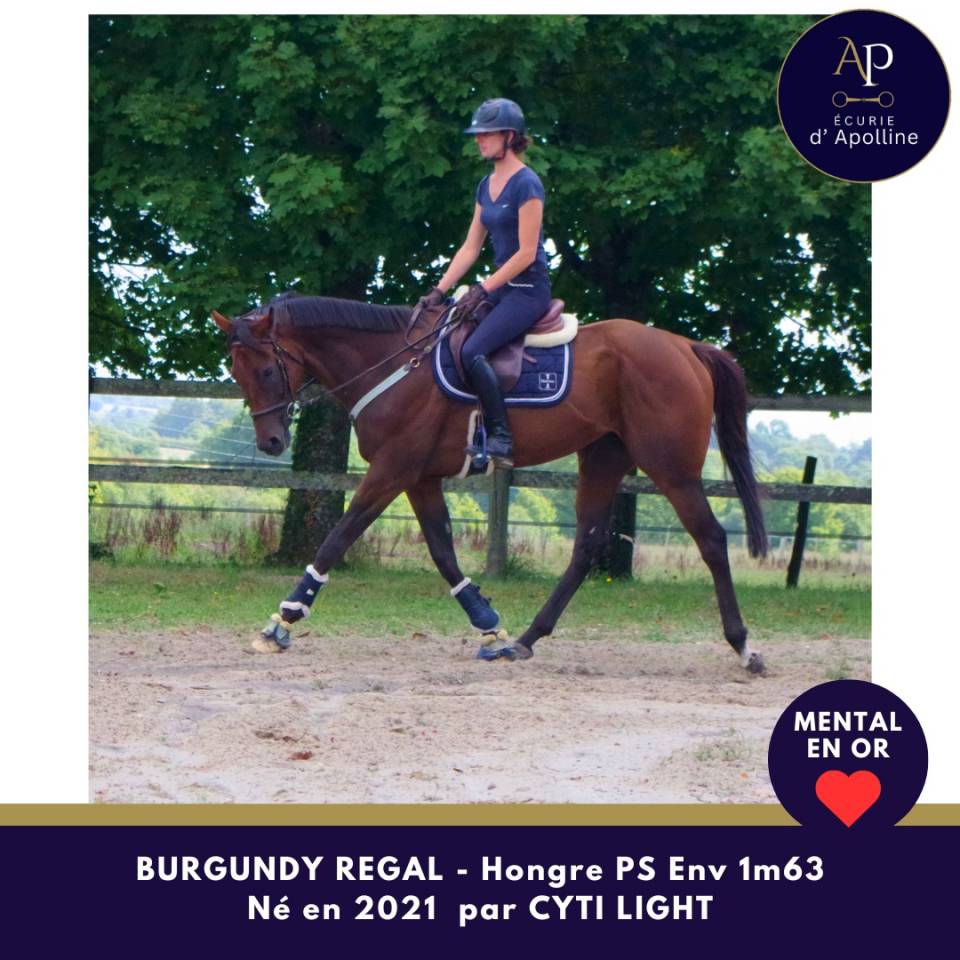 Ruin Volbloed Te koop 2021 Donker bruin / bai