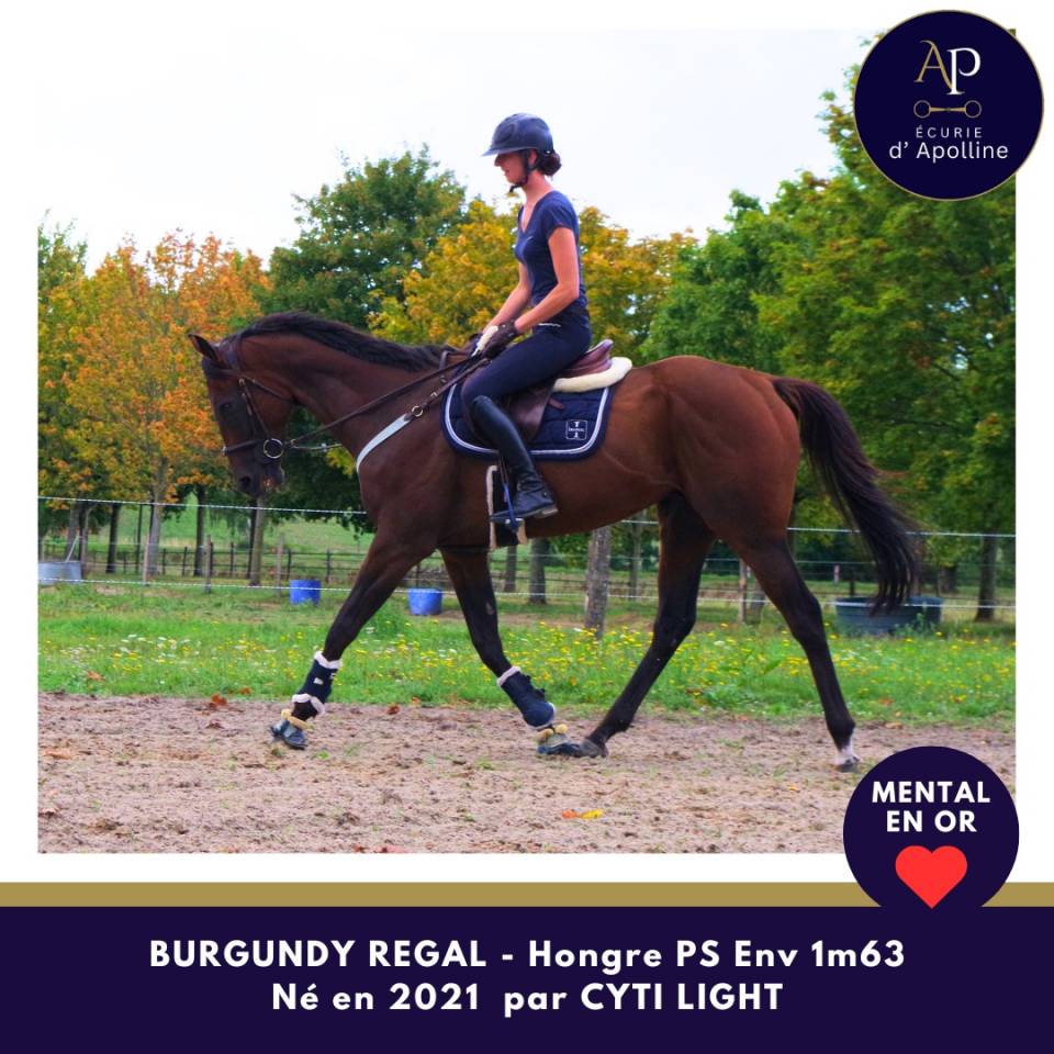 Ruin Volbloed Te koop 2021 Donker bruin / bai