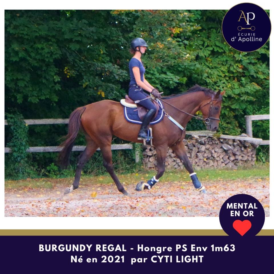 Ruin Volbloed Te koop 2021 Donker bruin / bai