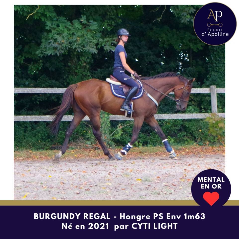 Ruin Volbloed Te koop 2021 Donker bruin / bai