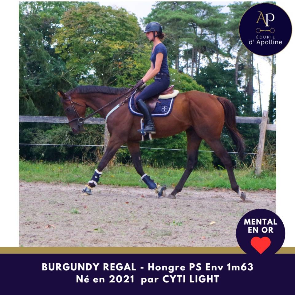 Ruin Volbloed Te koop 2021 Donker bruin / bai