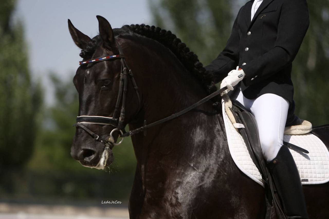 NIVEUS MAZ - PRE Puur Ras Spaans 2016 ,  SINAPIS