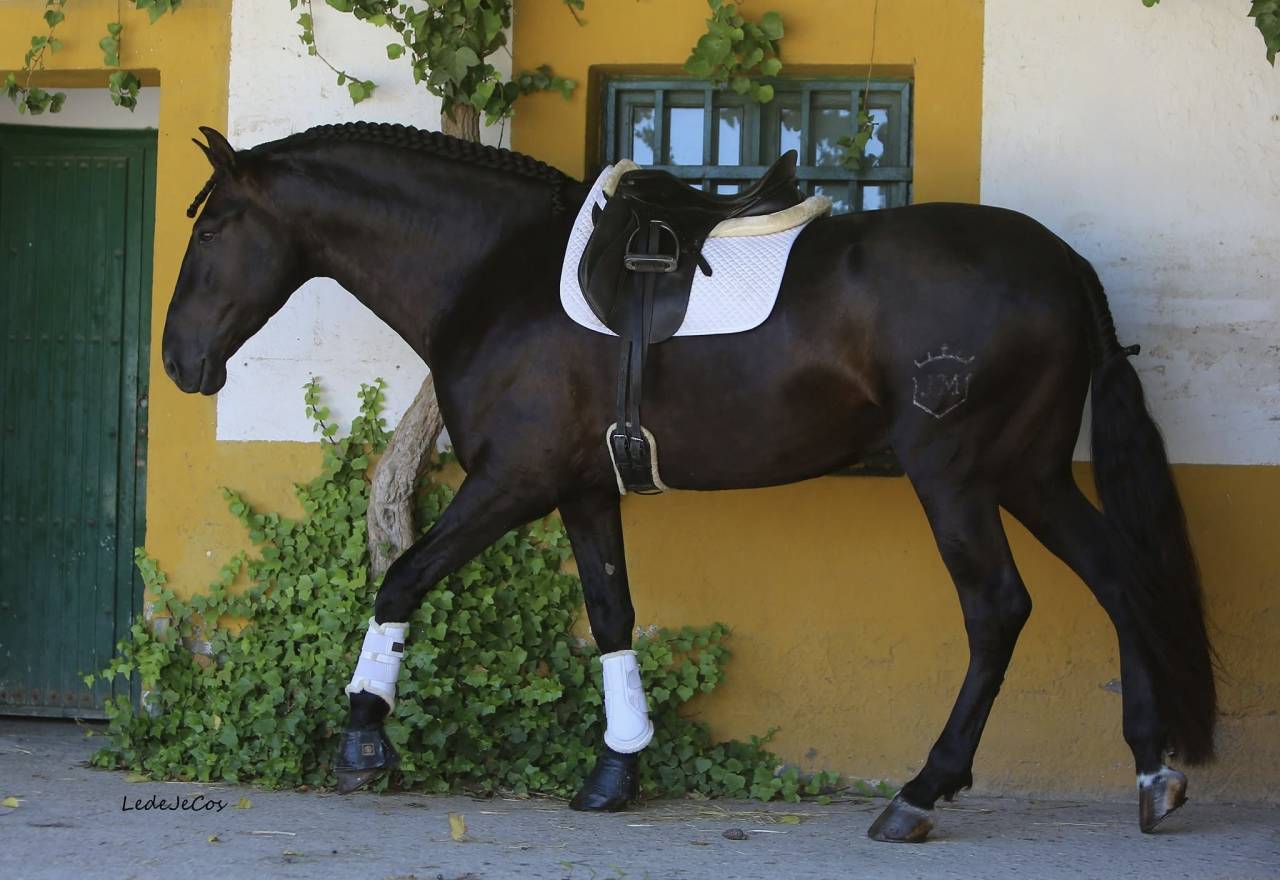 NIVEUS MAZ - PRE Puur Ras Spaans 2016 ,  SINAPIS