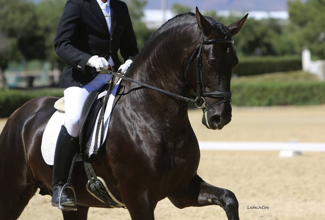 NIVEUS MAZ - PRE Puur Ras Spaans 2016 ,  SINAPIS