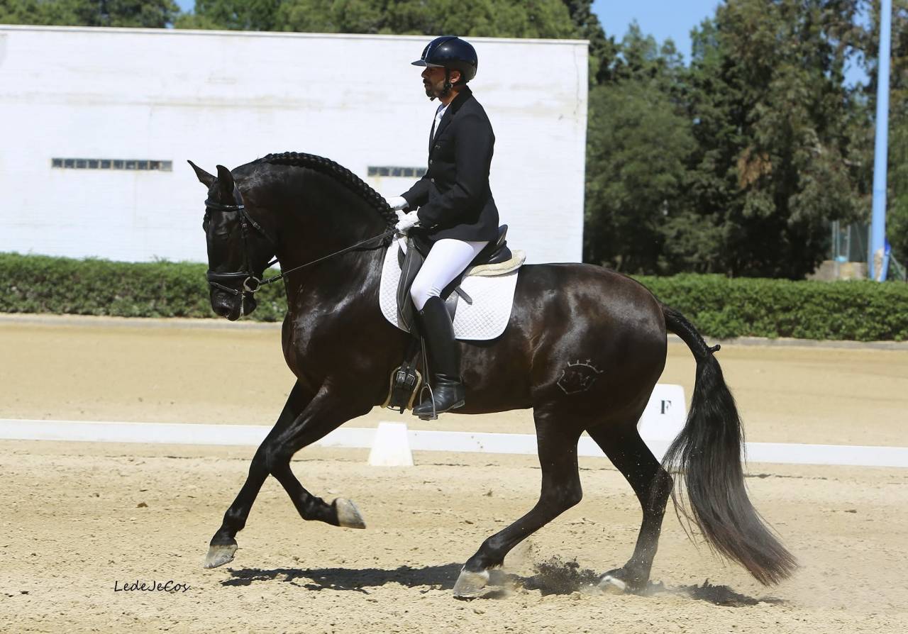 NIVEUS MAZ - PRE Puur Ras Spaans 2016 ,  SINAPIS