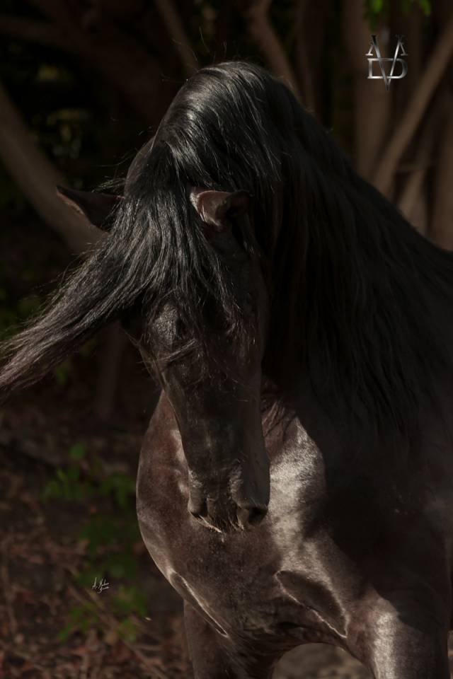 NIVEUS MAZ - PRE Puur Ras Spaans 2016 ,  SINAPIS