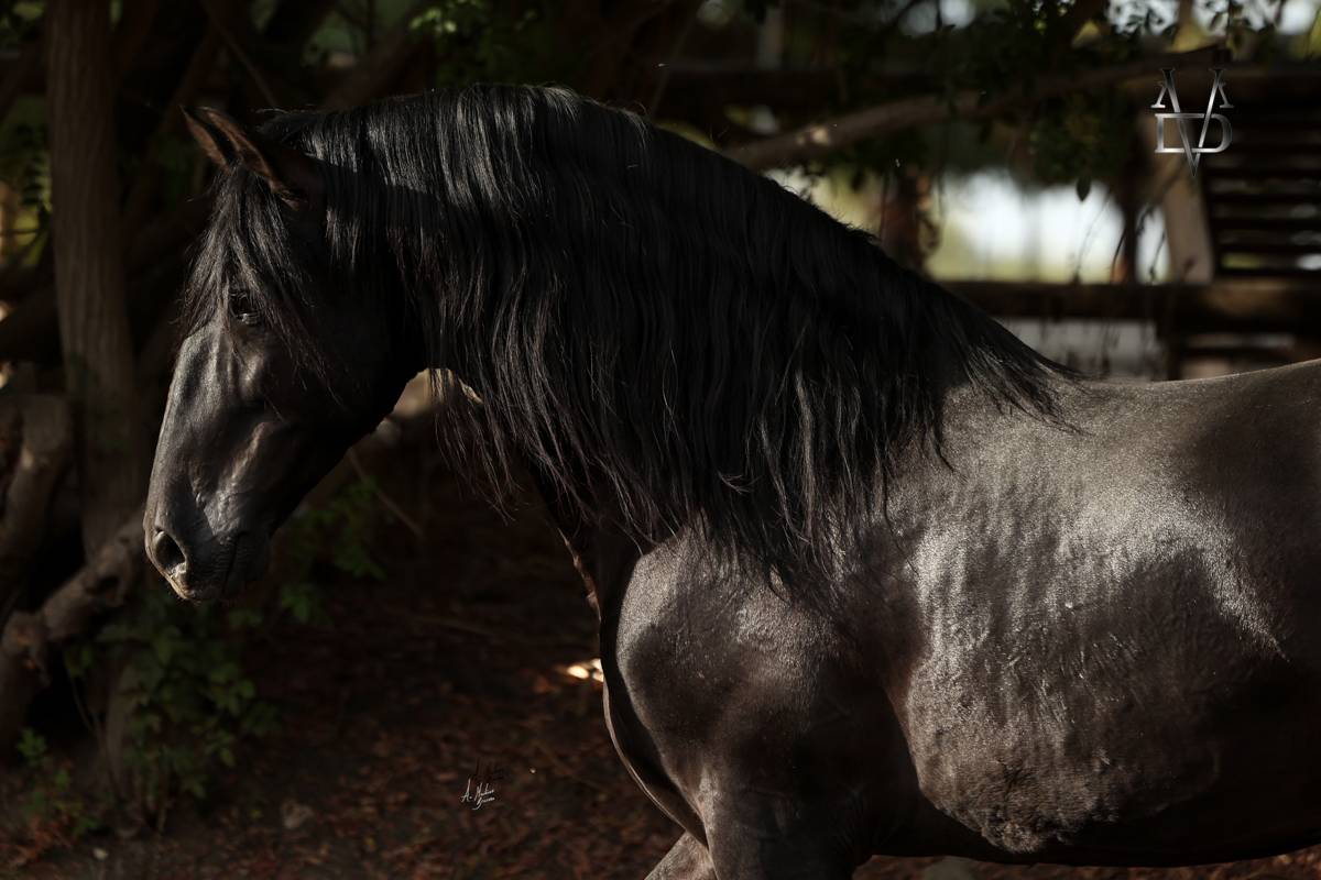 NIVEUS MAZ - PRE Puur Ras Spaans 2016 ,  SINAPIS