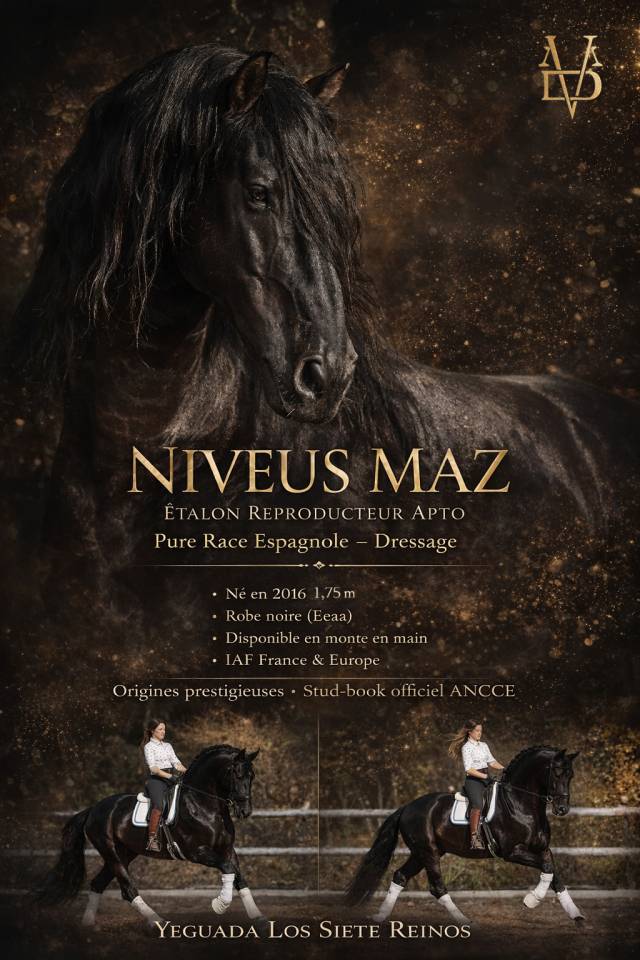 NIVEUS MAZ - PRE Puur Ras Spaans 2016 ,  SINAPIS