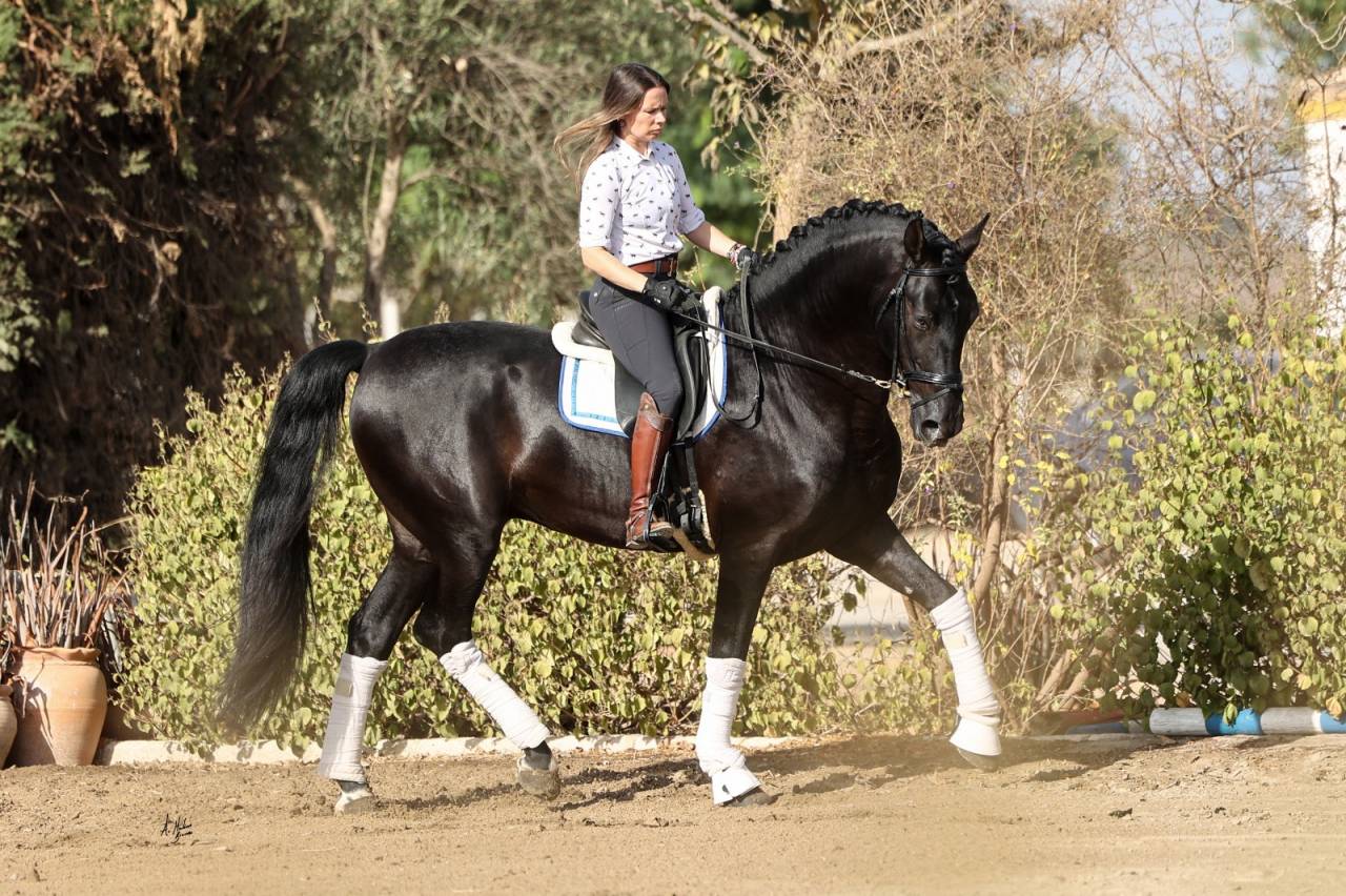 NIVEUS MAZ - PRE Puur Ras Spaans 2016 ,  SINAPIS