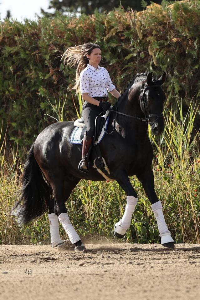 NIVEUS MAZ - PRE Puur Ras Spaans 2016 ,  SINAPIS