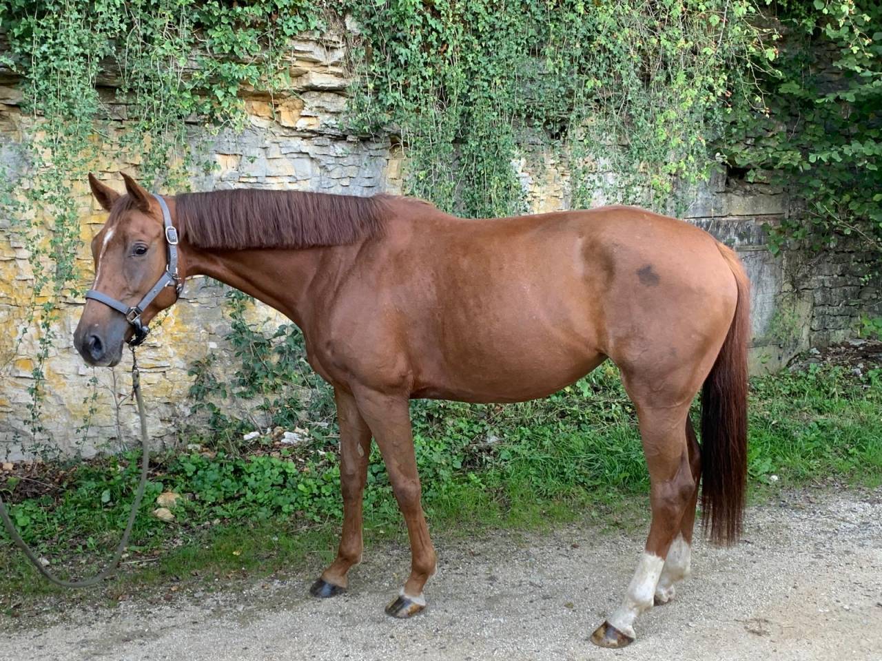 Merrie Selle Français Te koop 2020 Vos ,  Festival du banney