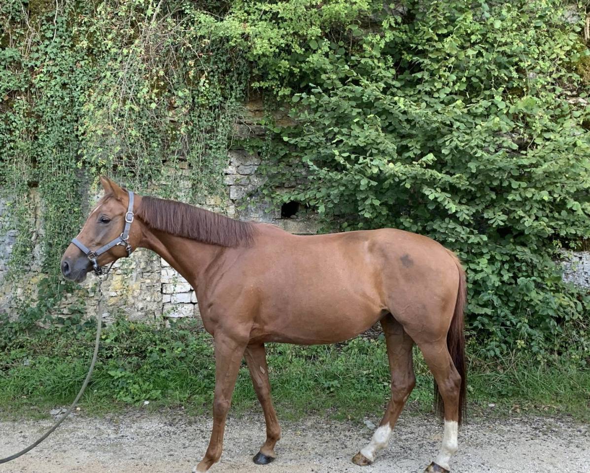 Merrie Selle Français Te koop 2020 Vos ,  Festival du banney