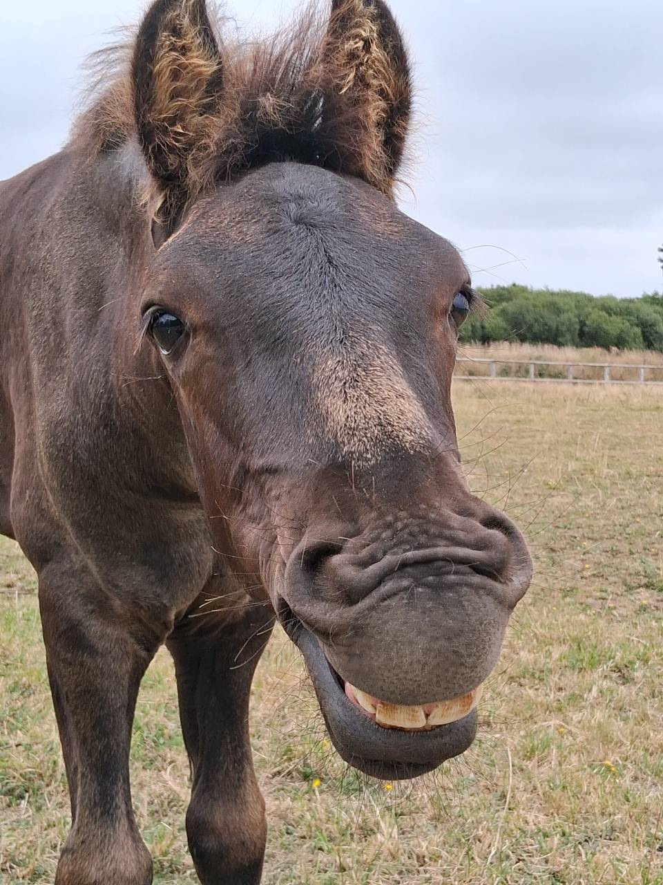 Veulen (ml) Arabo Fries Te koop 2025 Zwart