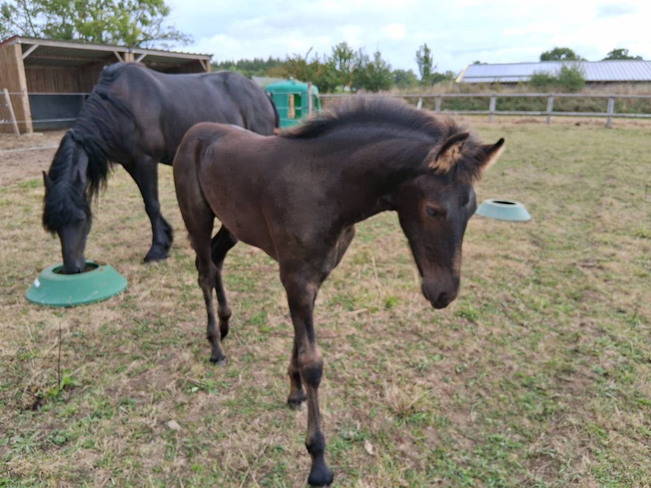 Veulen (ml) Arabo Fries Te koop 2025 Zwart