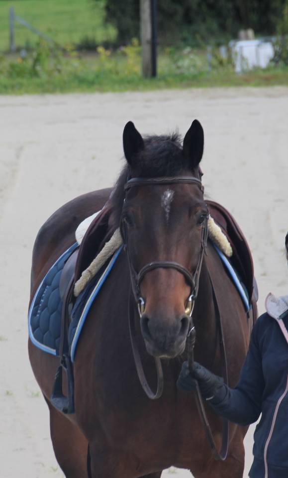 Ruin Belgisch sportpaard Te koop 2020 Donker bruin / bai ,  Dalton van het lindehof