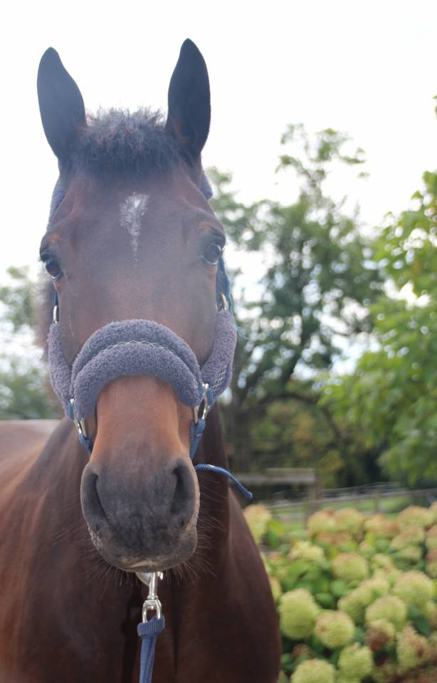 Ruin Belgisch sportpaard Te koop 2020 Donker bruin / bai ,  Dalton van het lindehof