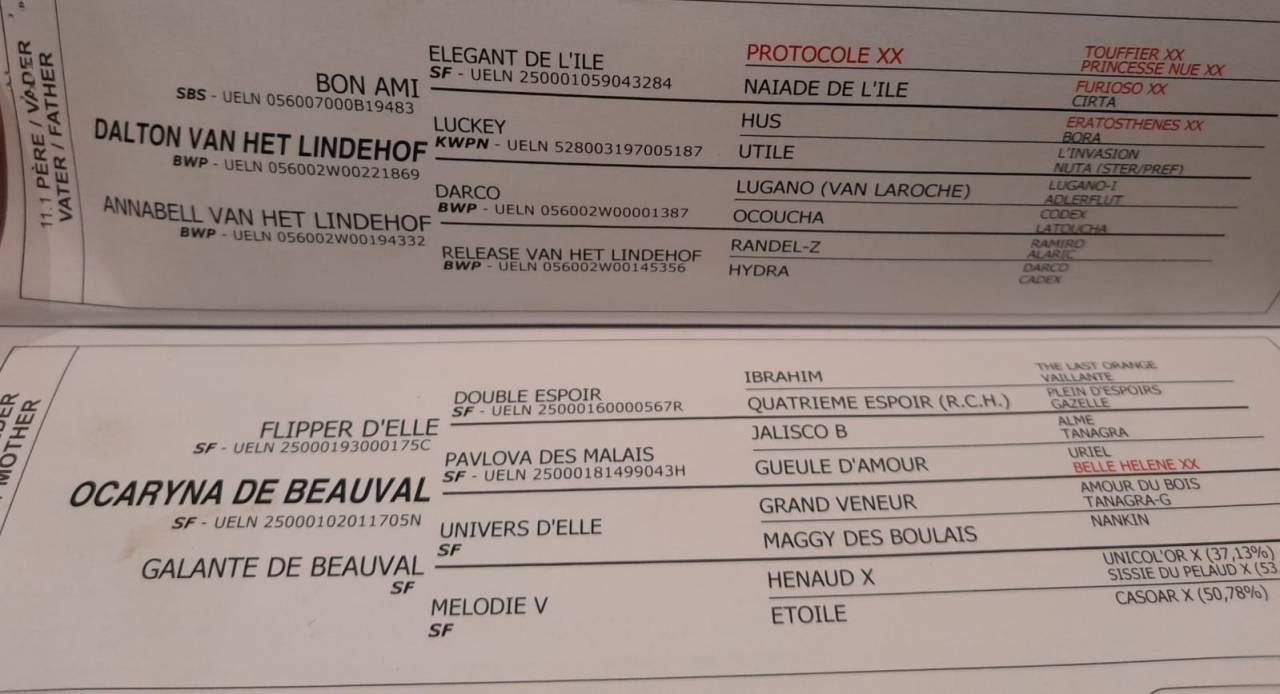 Ruin Belgisch sportpaard Te koop 2020 Donker bruin / bai ,  Dalton van het lindehof