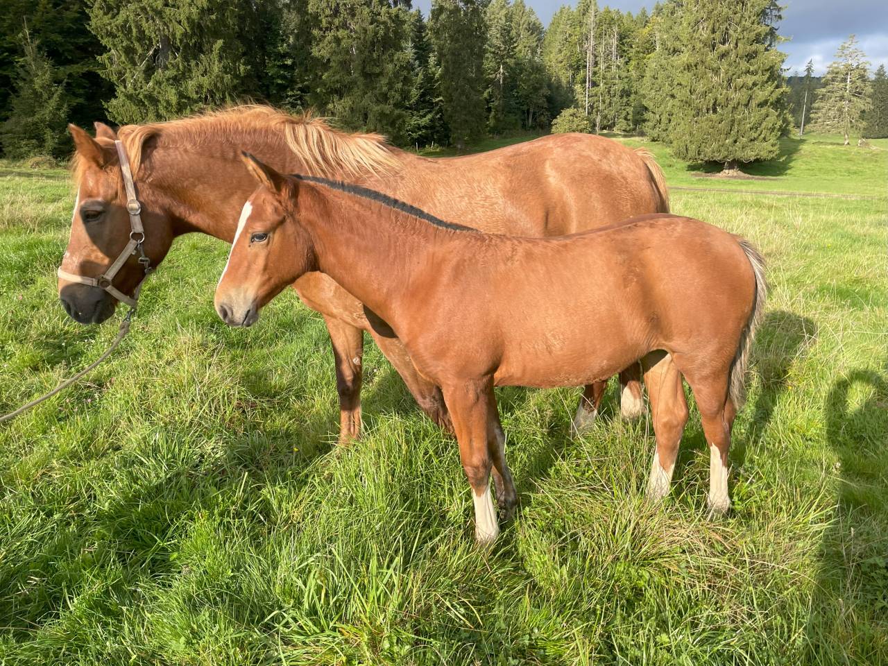 Veulen (vr) Franches-Montagnes  Te koop 2025 Donker bruin / bai
