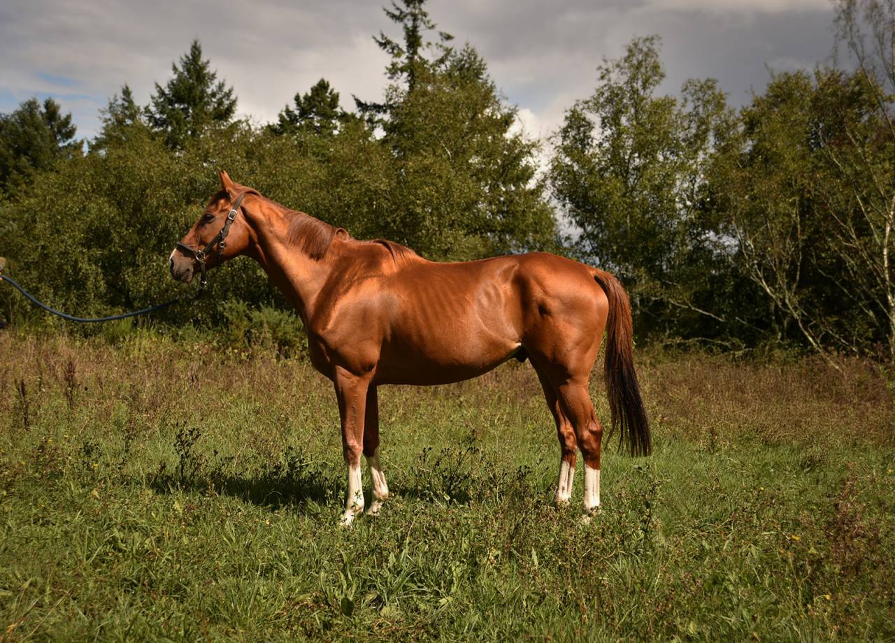Ruin Selle Français Te koop 2013 Vos