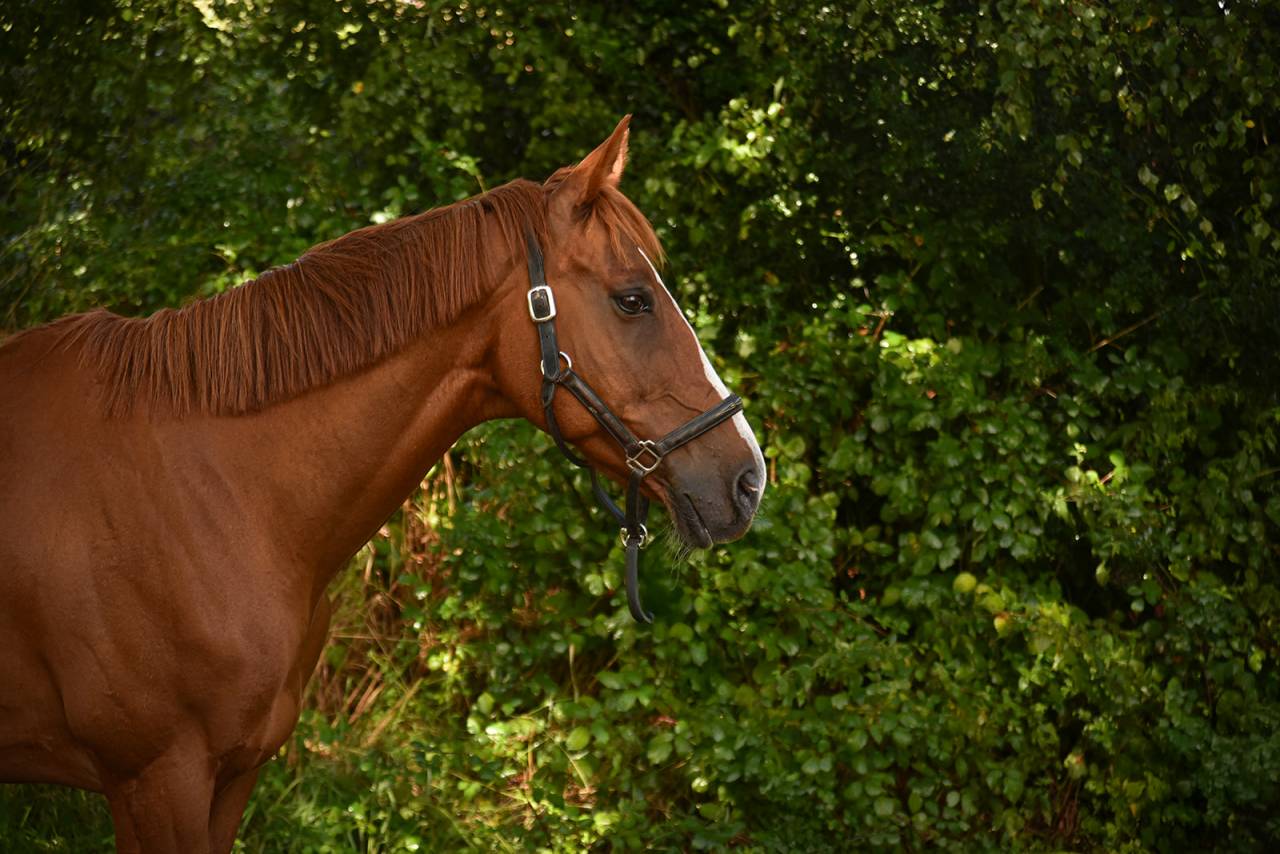 Ruin Selle Français Te koop 2013 Vos