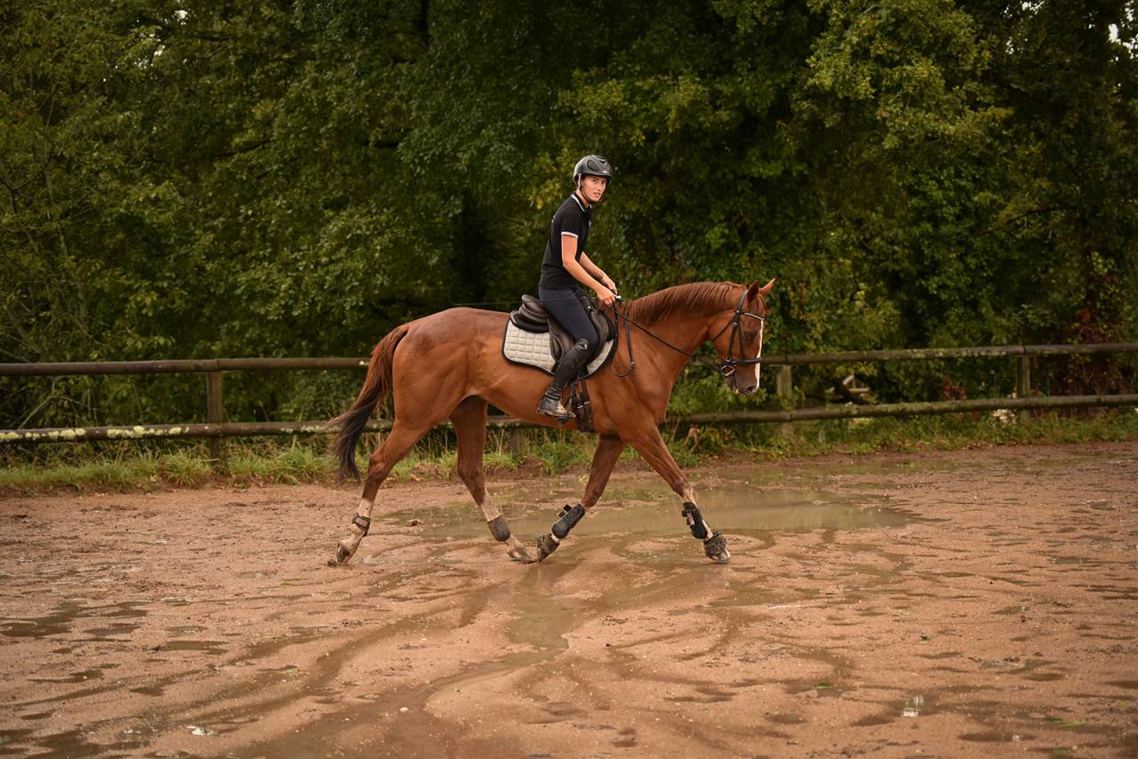 Ruin Selle Français Te koop 2013 Vos