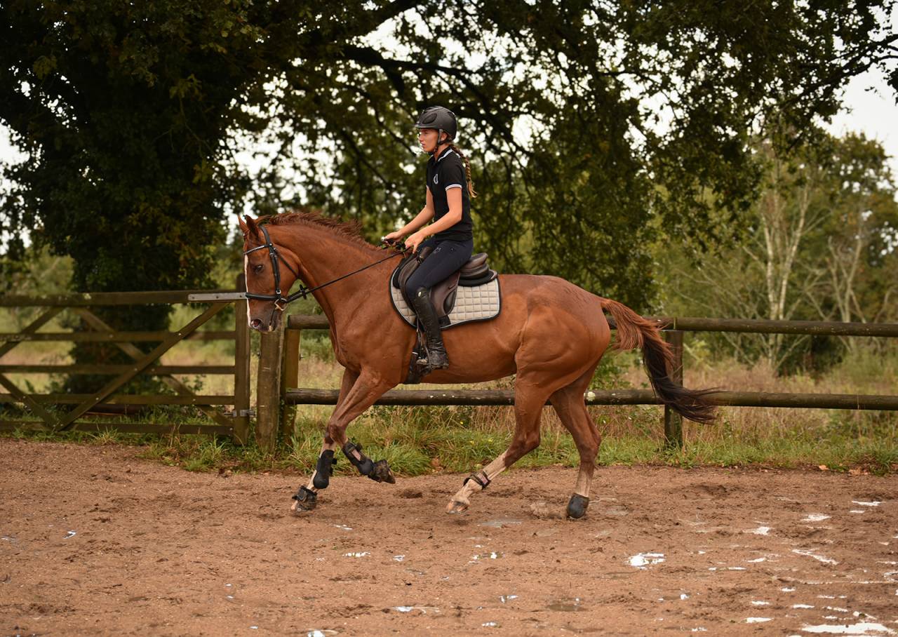 Ruin Selle Français Te koop 2013 Vos