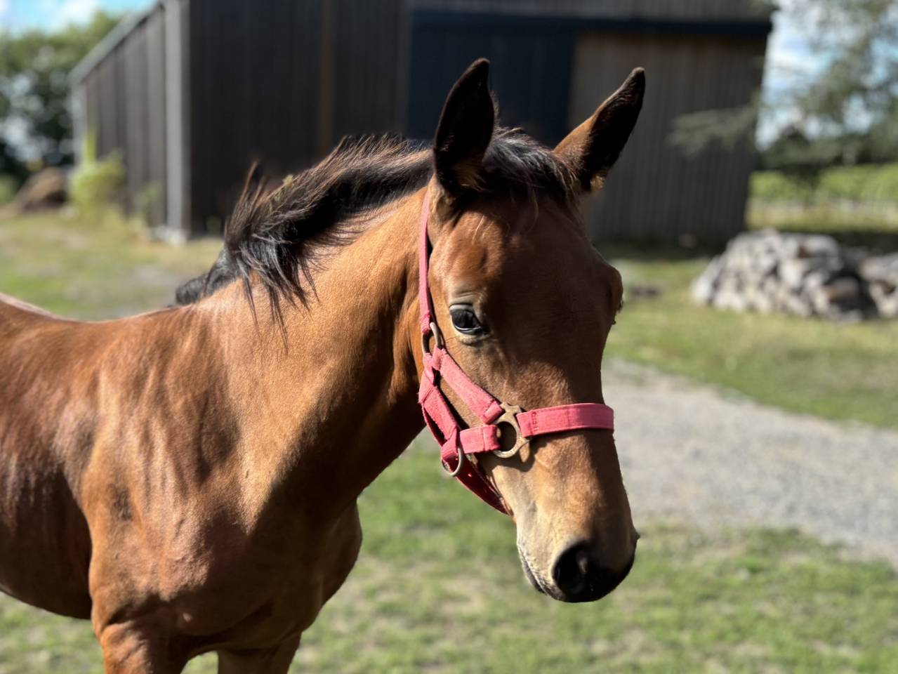 Veulen (ml) Selle Français Te koop 2025 Donker bruin / bai ,  Putch des Isles
