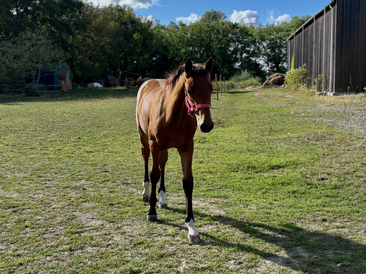 Veulen (ml) Selle Français Te koop 2025 Donker bruin / bai ,  Putch des Isles