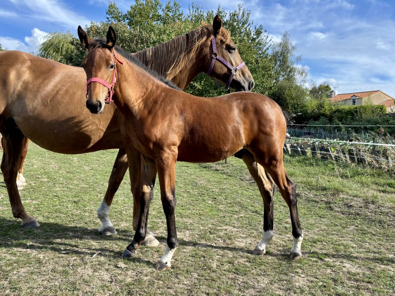 Veulen (ml) Selle Français Te koop 2025 Donker bruin / bai ,  Putch des Isles