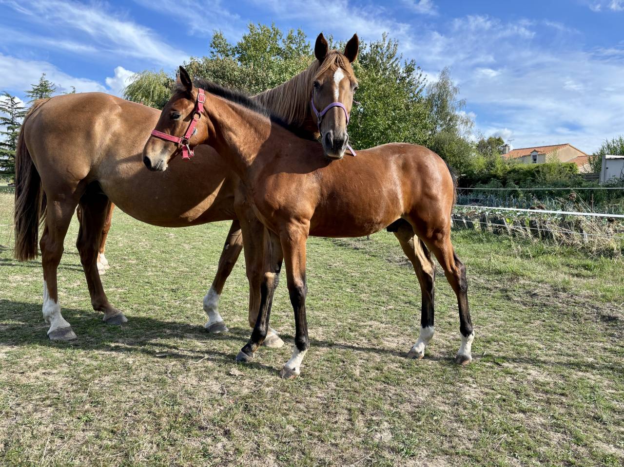 Veulen (ml) Selle Français Te koop 2025 Donker bruin / bai ,  Putch des Isles