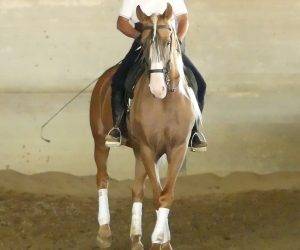 Hengst Ras onbekend Te koop 2018 Overige kleuren