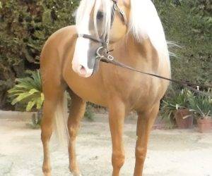 Hengst Ras onbekend Te koop 2018 Overige kleuren