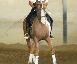 Hengst Ras onbekend Te koop 2018 Overige kleuren