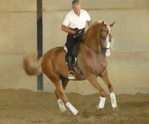 Hengst Ras onbekend Te koop 2018 Overige kleuren