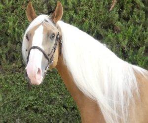 Hengst Ras onbekend Te koop 2018 Overige kleuren