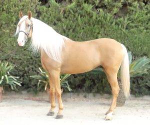 Hengst Ras onbekend Te koop 2018 Overige kleuren