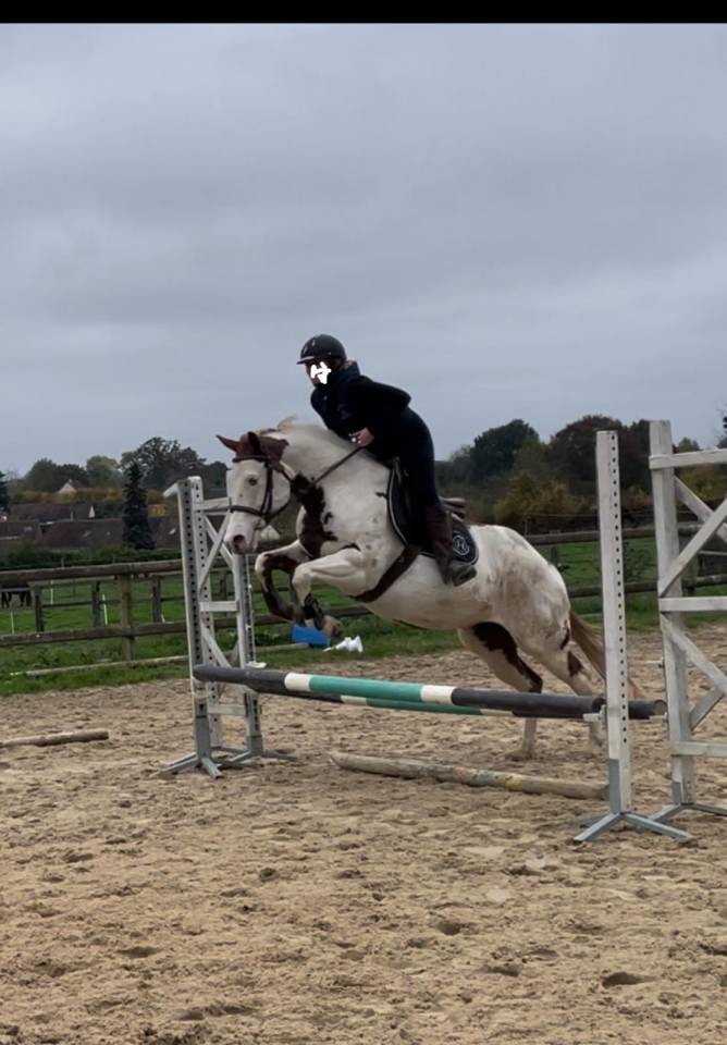 Merrie Paint Horse Te koop 2015 Paint