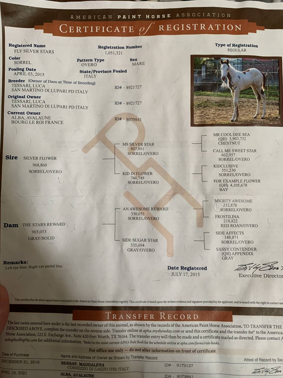 Merrie Paint Horse Te koop 2015 Paint