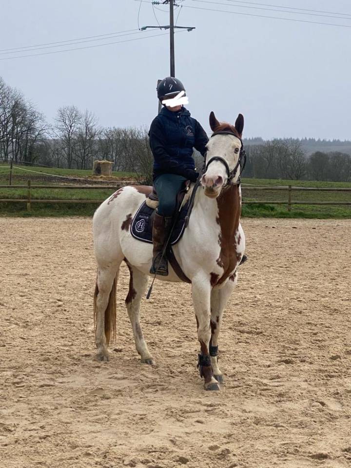 Merrie Paint Horse Te koop 2015 Paint