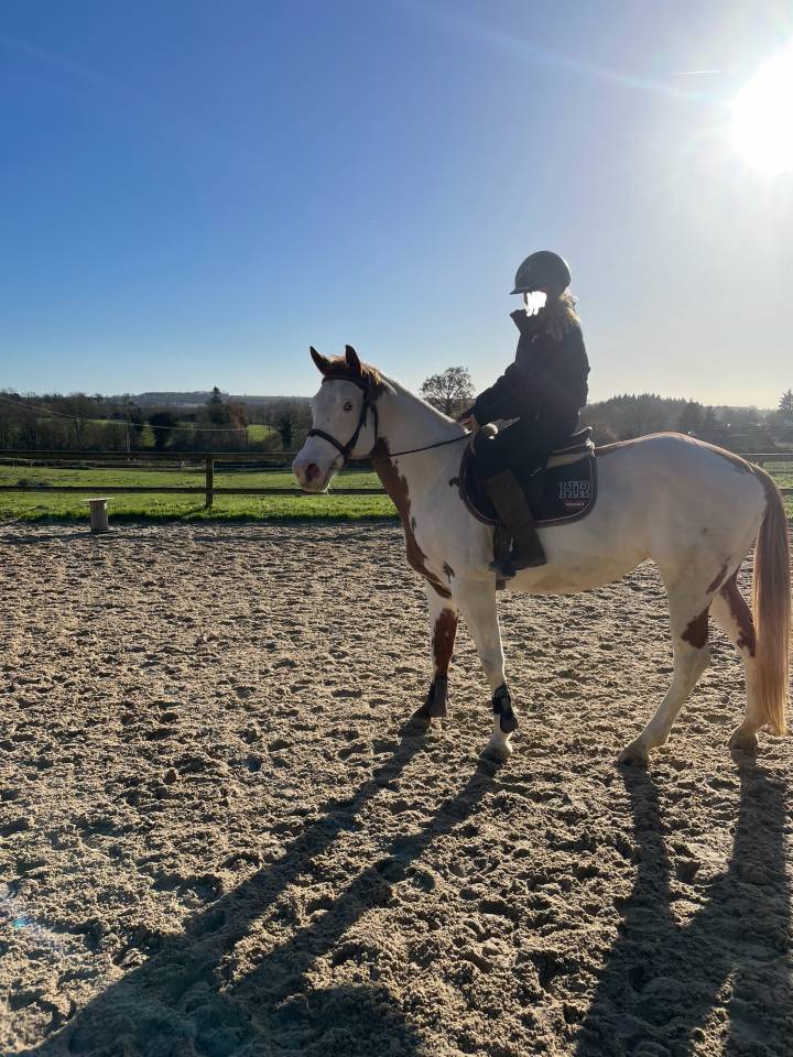 Merrie Paint Horse Te koop 2015 Paint