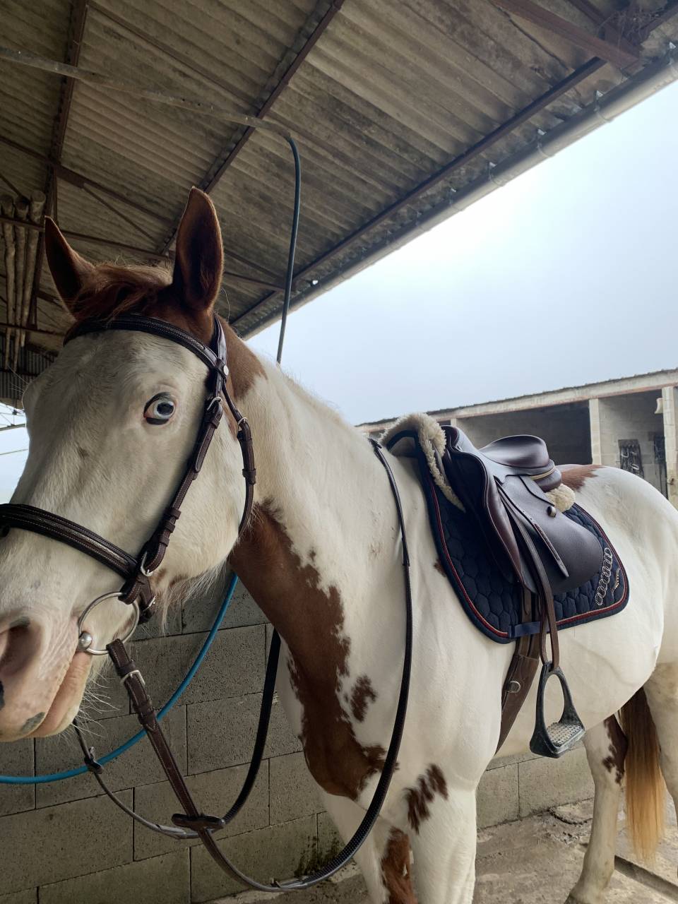 Merrie Paint Horse Te koop 2015 Paint