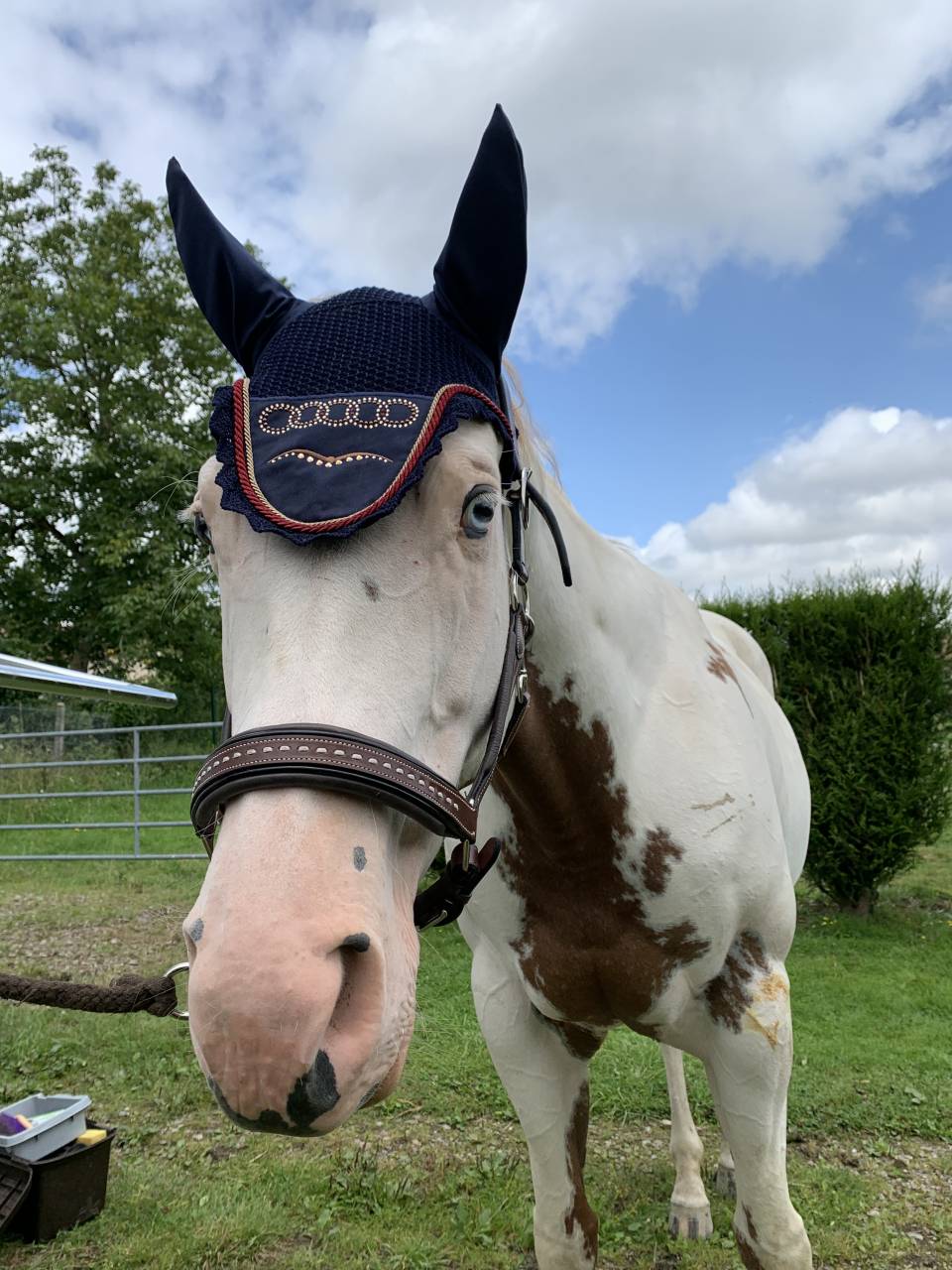 Merrie Paint Horse Te koop 2015 Paint